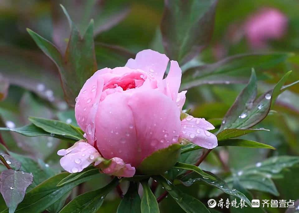 泉城公园含苞待放的牡丹花蕾