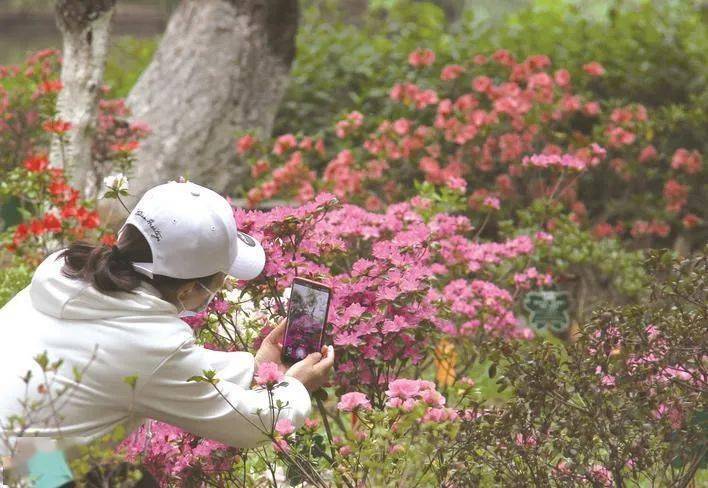 杜鹃花开,南山瞬间"走红"!_景区_镇江市_时节