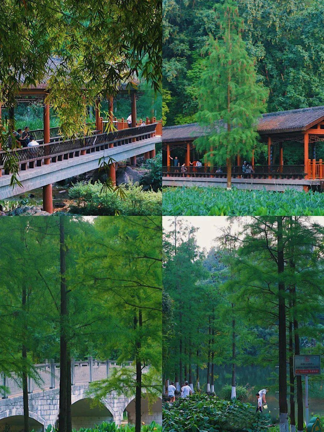 大-学 城莲花湖路线  249路虎峰站卸车 ,成渝环线高速含谷下道白市驿