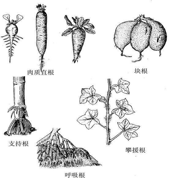 园林植物大学问:根和茎_直立茎_变态_根系