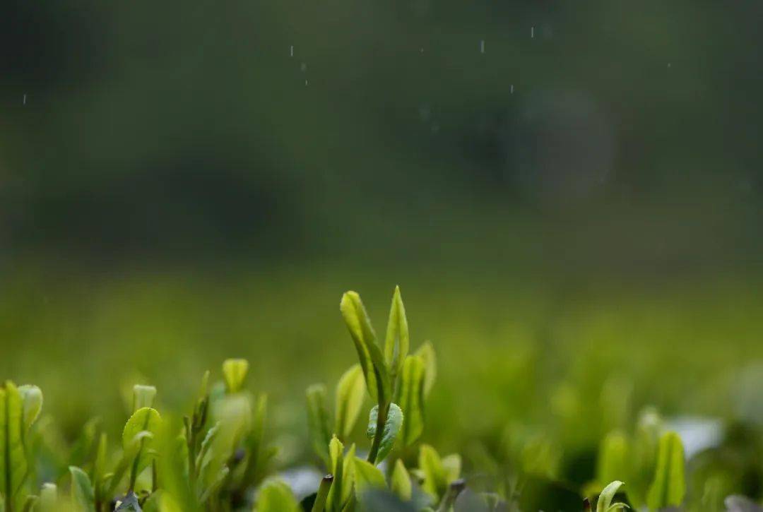 时节_牡丹花_香椿