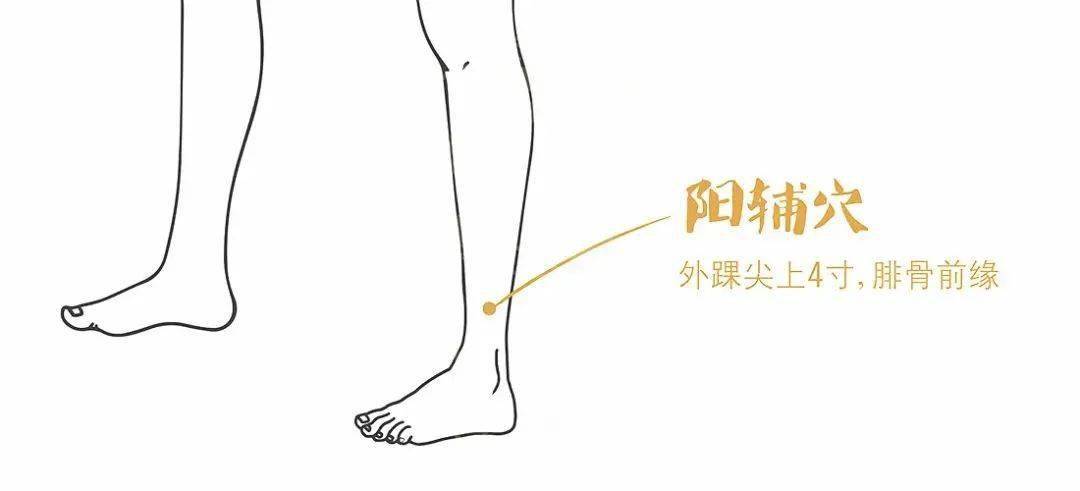 1,阳辅穴阳辅穴位于小腿外侧,在外踝尖上四寸的位置.