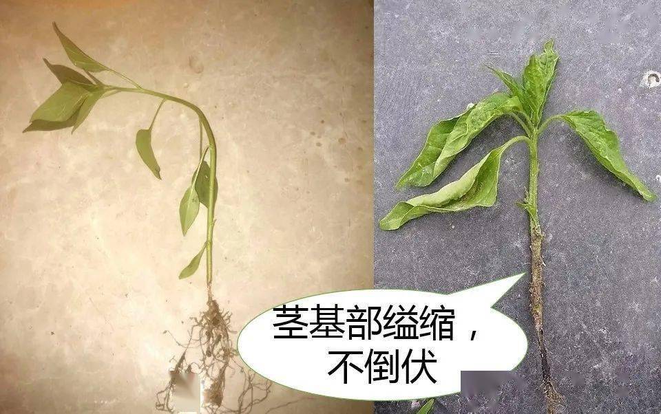 根是苗期主要发生的病害,三种病害均主要发生在茎基部,且表现症状相似