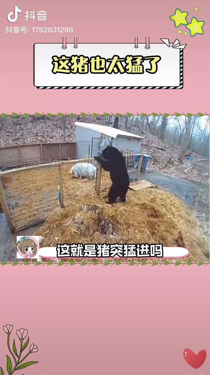 这什么猪怎么这么猛把熊都干退了萌宠猪熊搞笑万万没想到震惊