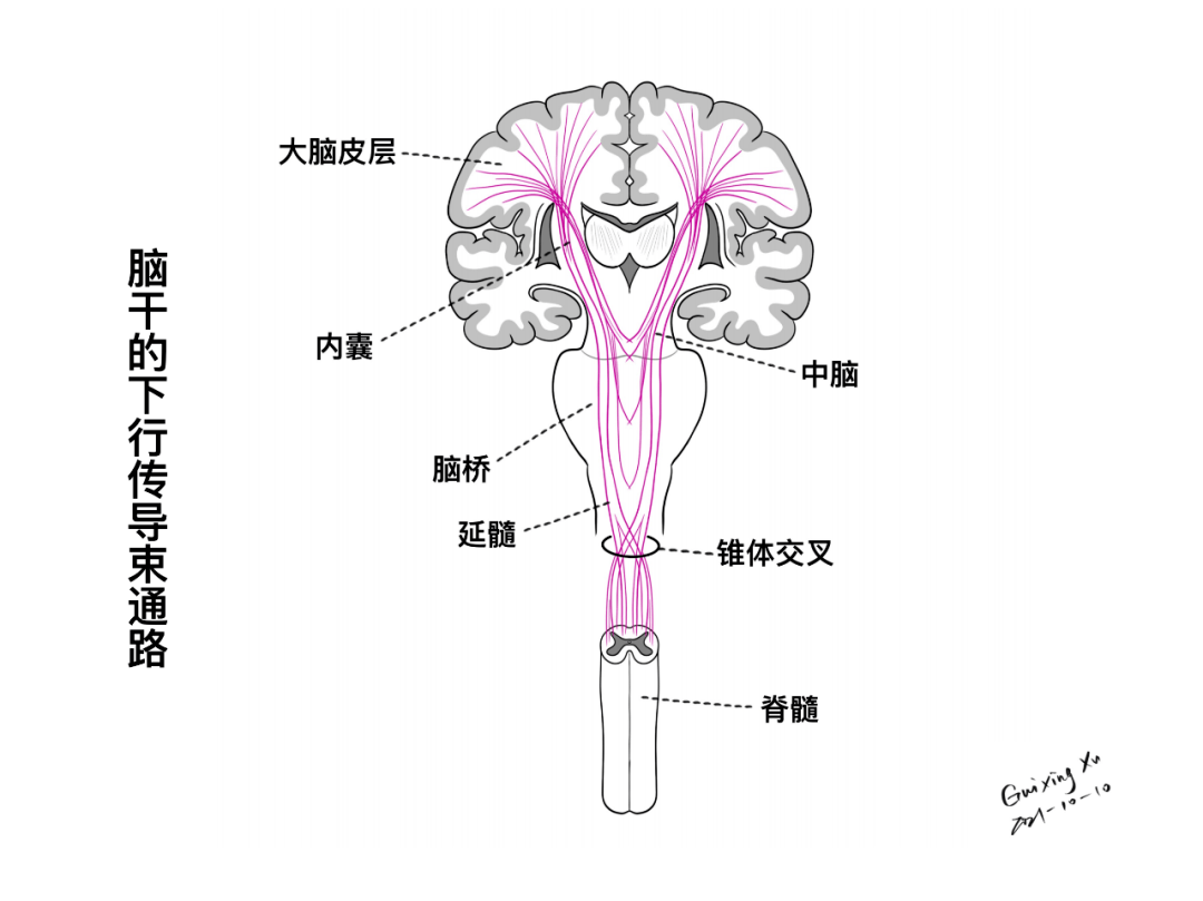 脑干与颅神经的解剖与临床