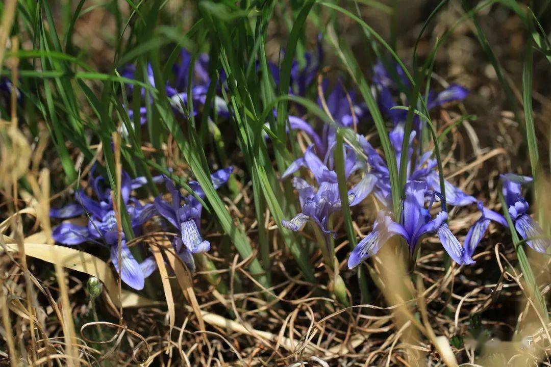 4月禾子涧莎菀的海洋