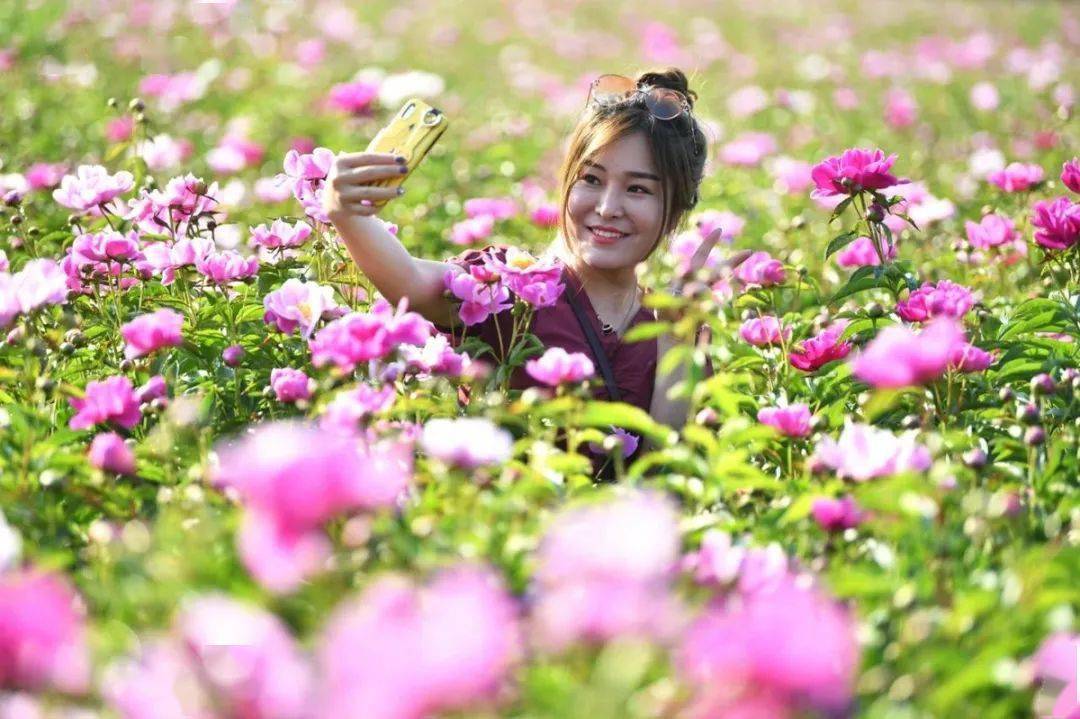 场地:十河镇芍花小镇直播间end编辑| 锦文审核| 振杰亳州万亩芍花等您