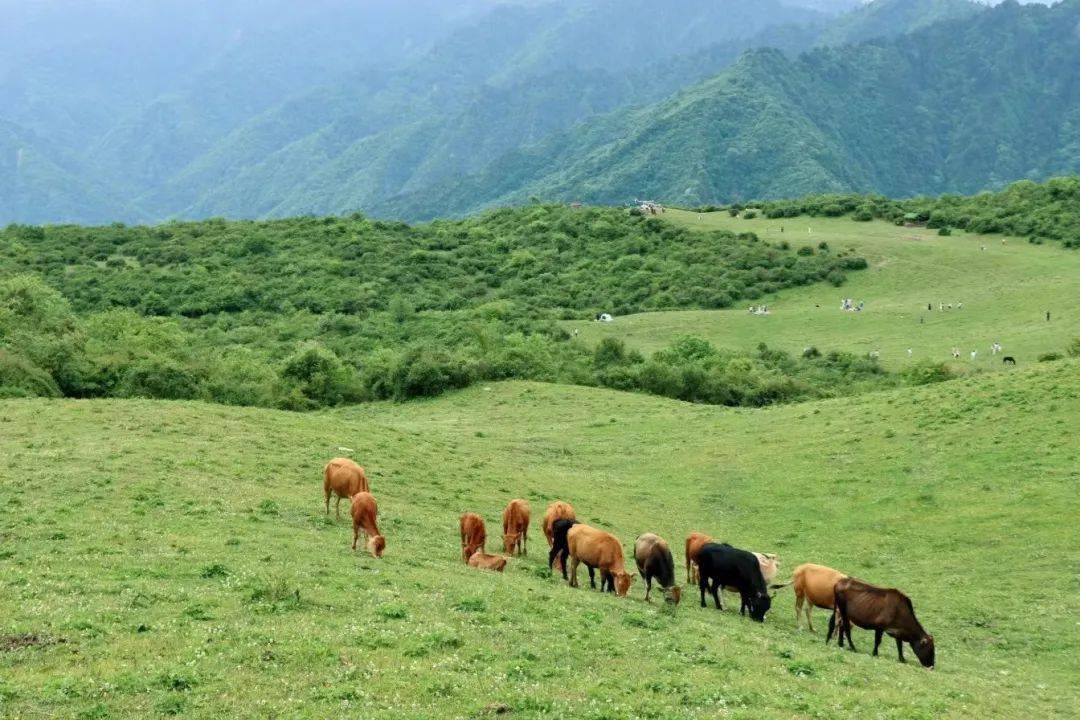 熊猫坪山野牧歌牛马满山坡蓝天白云下悠然荡着秋千