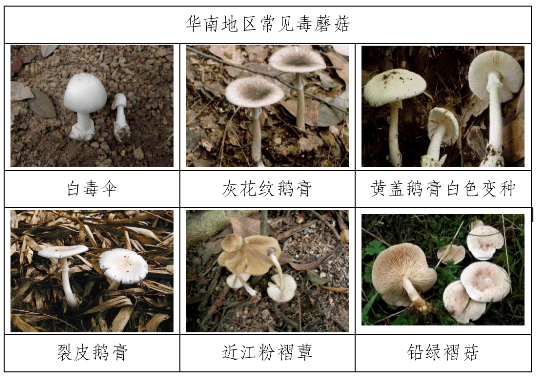 各种野生菌类及植物进入生长旺盛期