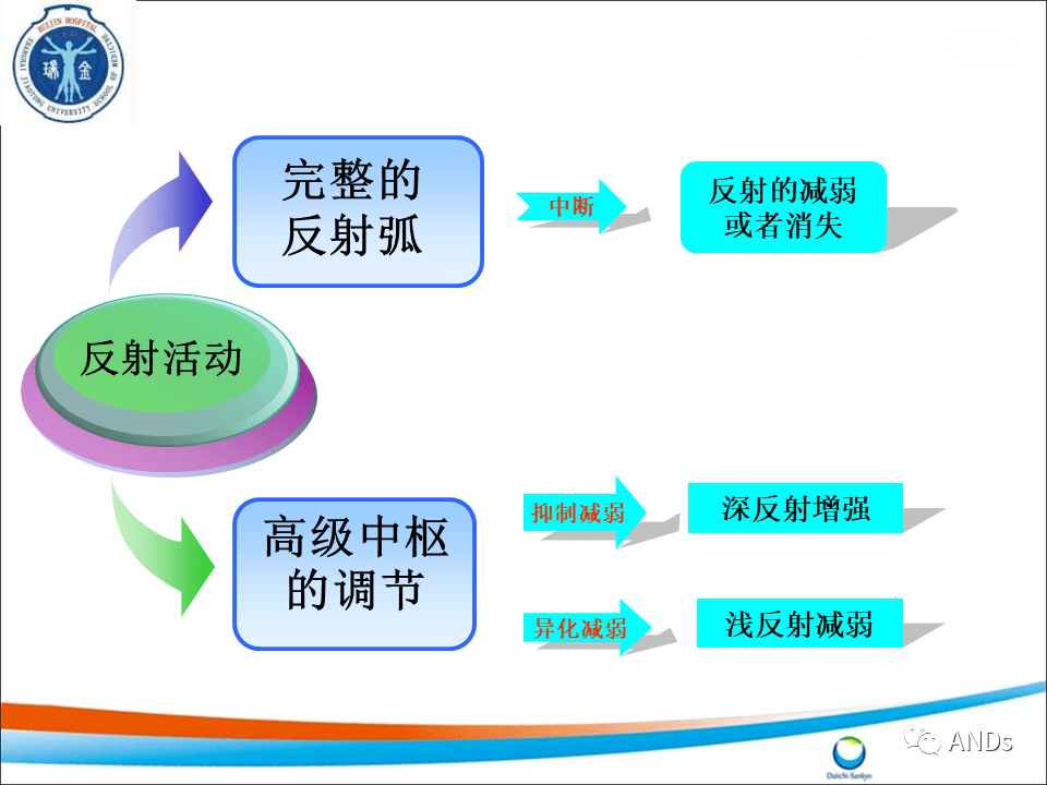 包括角膜反射,腹壁反射和提睾反射等.