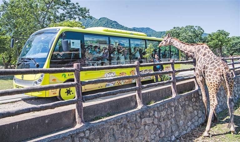 游览西安秦岭野生动物园_兰州野生动物园观光车侧翻2人死亡_长颈鹿