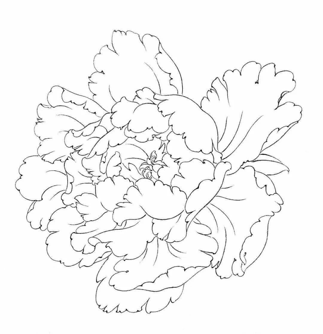 工笔画牡丹花房,花蕊,叶子,枝干的画法及设色_步骤_花苞_萼片