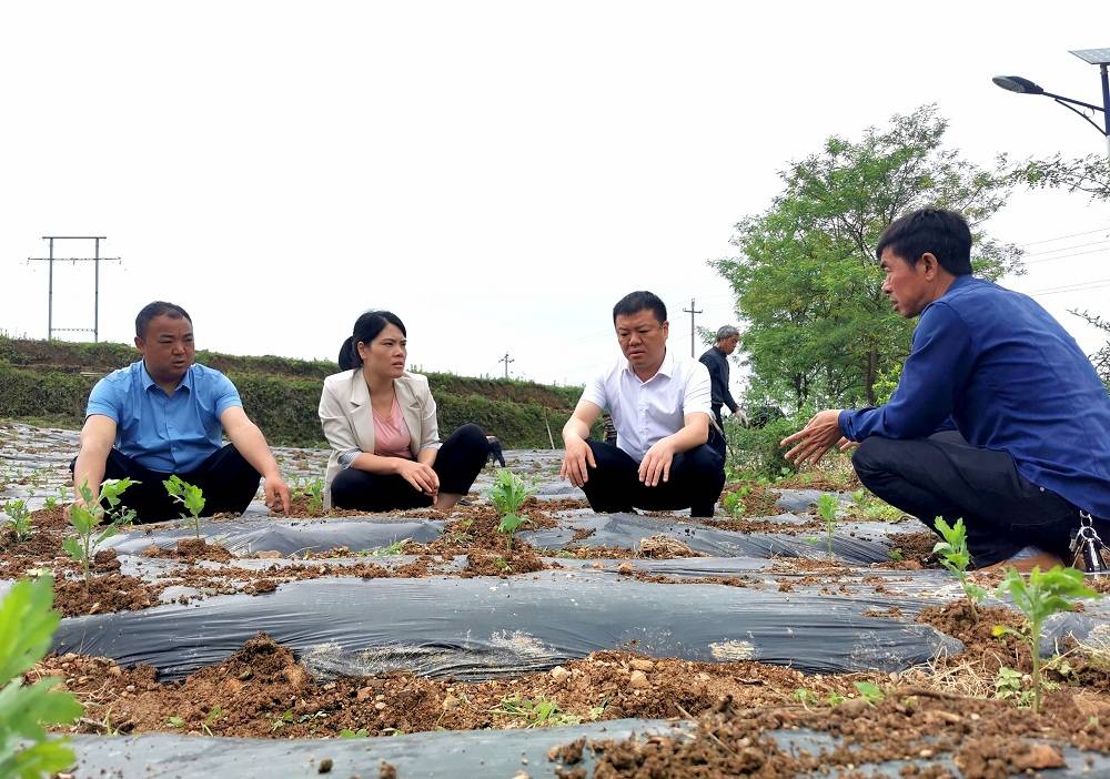 在德江县桶井乡玉竹村的菊花种植基地里,该乡党委副书记,乡长杨维正和