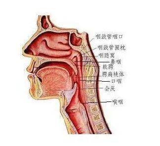 经鼻气管插管两只鼻孔就在眼前是选左边还是右边