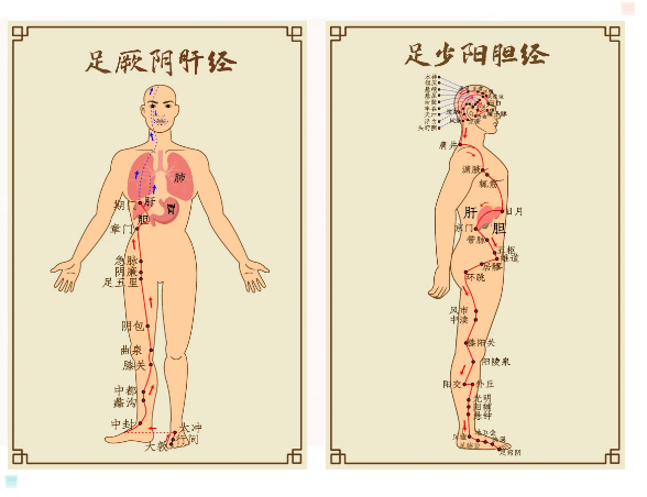 同时肝胆互为表里,肝调畅情志,七情会伤肝,肝失疏泄,体内的毒素排不