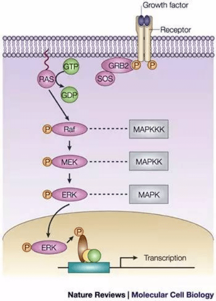细胞外的刺激信号激活并介导信号从细胞膜向细胞核传导包括肽生长因子