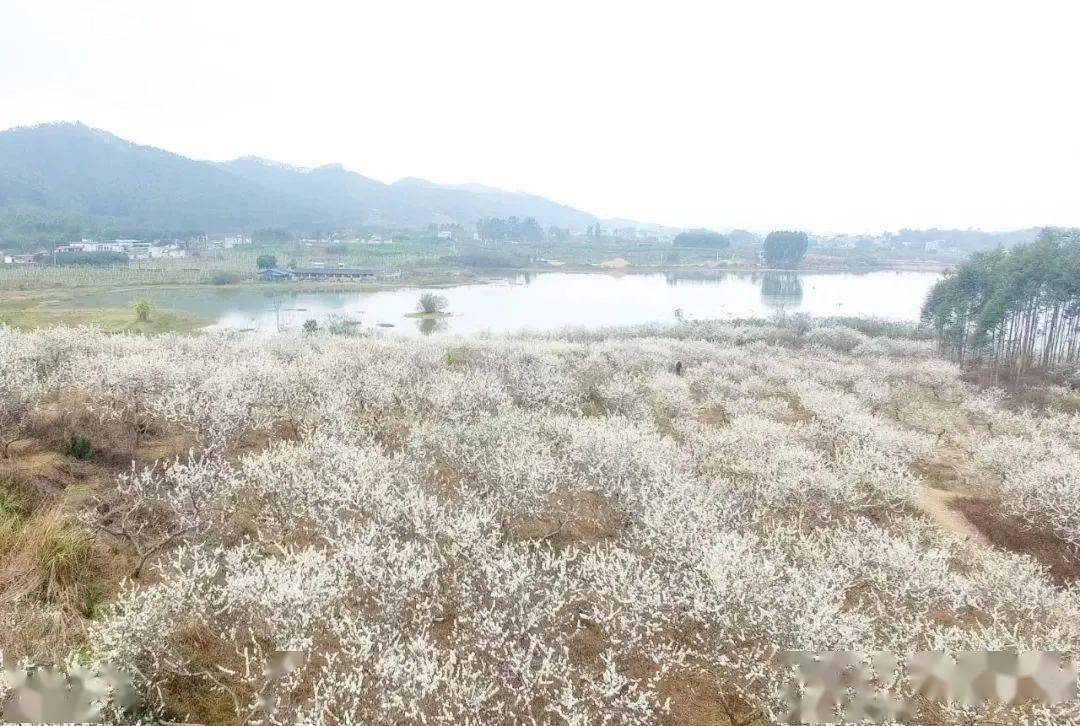 在宾阳八景逐渐沉寂,被宾阳各种后来居上的网红打卡景点盖过风头的