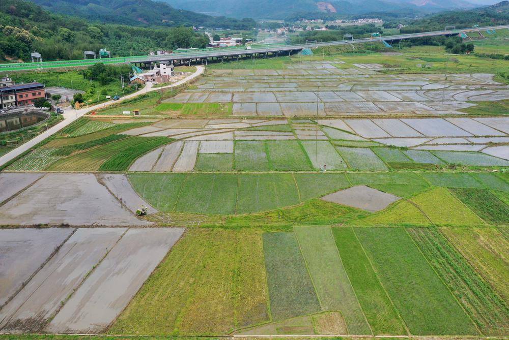 清远英德西牛镇专项整治撂荒地千亩荒地变良田