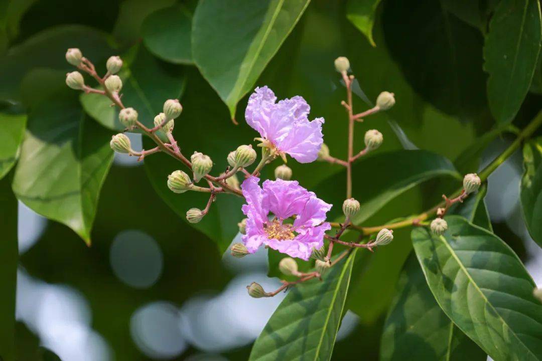 紫若烟霞花城又上新快来这里走花路