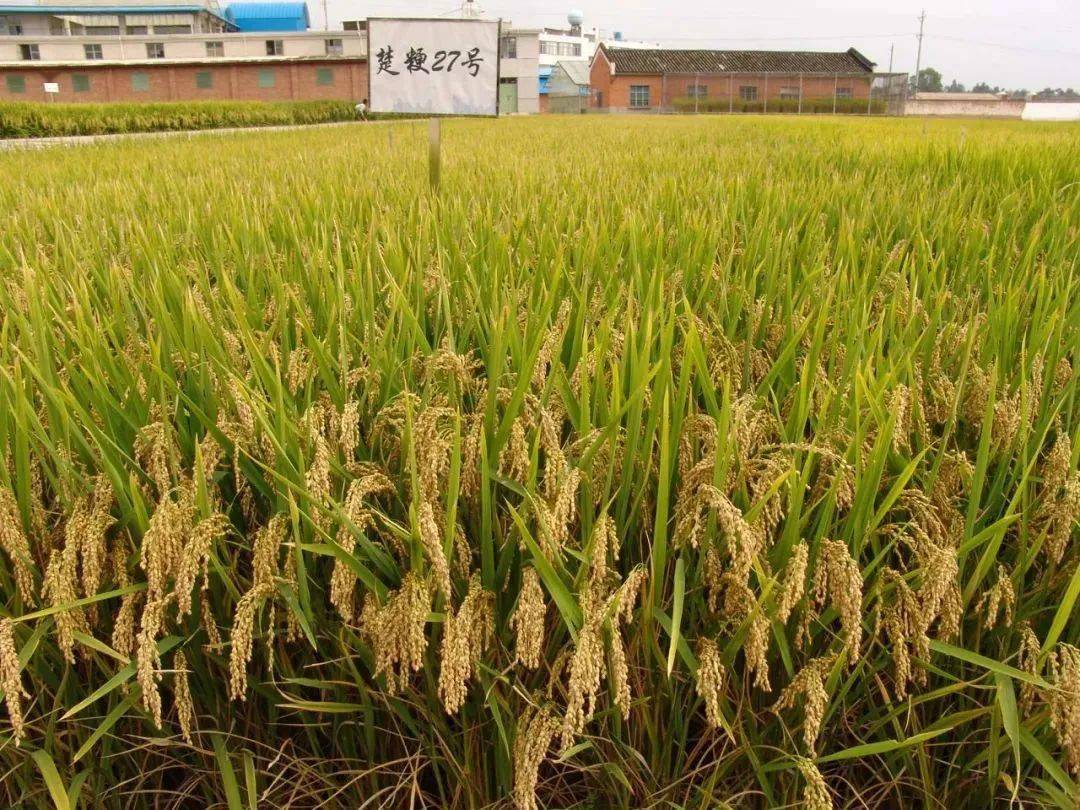 带你了解咱们的"楚粳"水稻_育种_品种_云南省