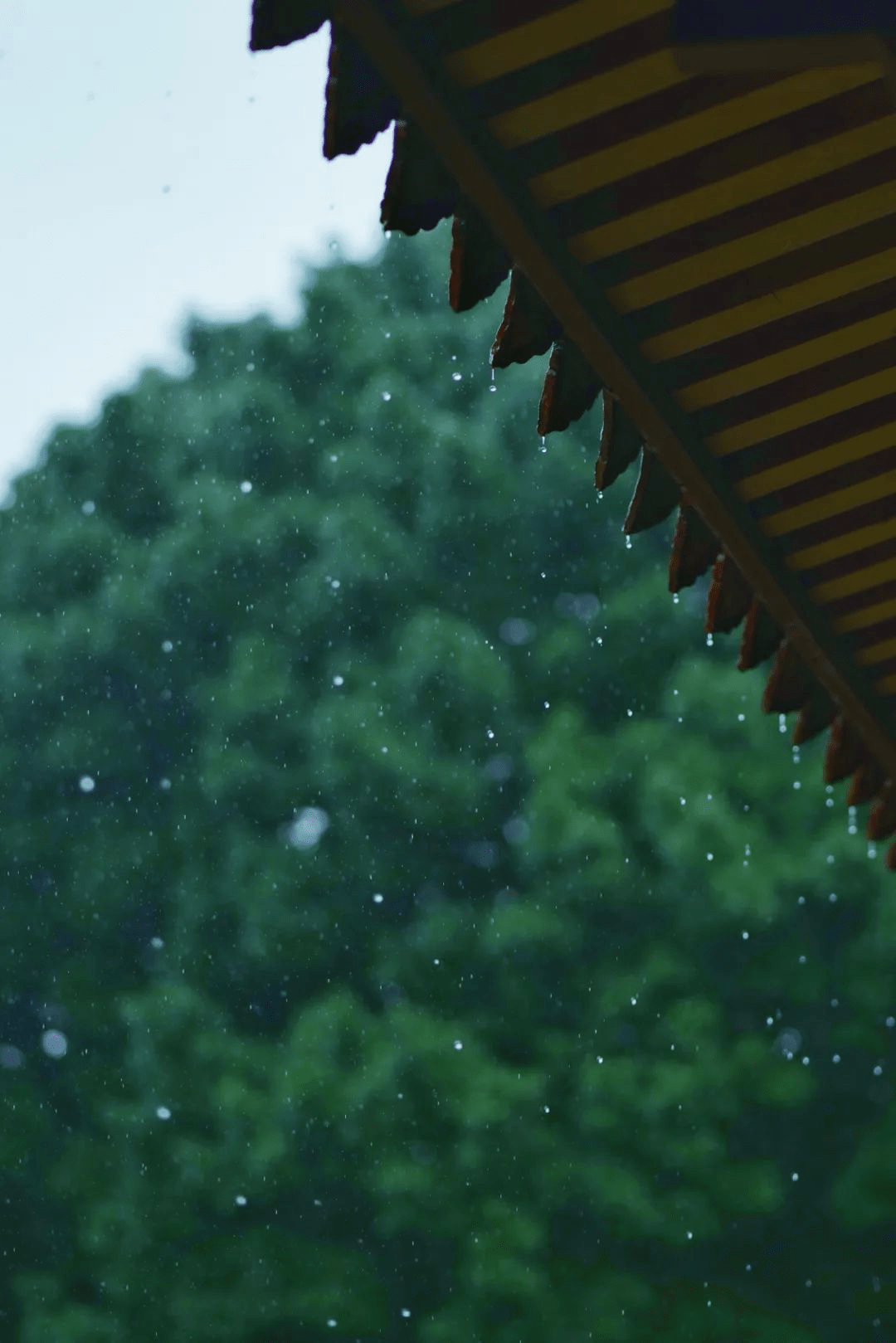 在泉州,听见下雨的声音_寺庙_吕波_雨天