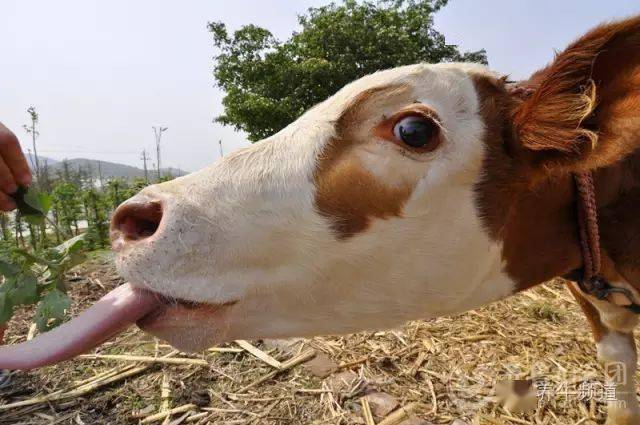 牛总是把舌头伸出口腔外而且不停的摆动是什么原因