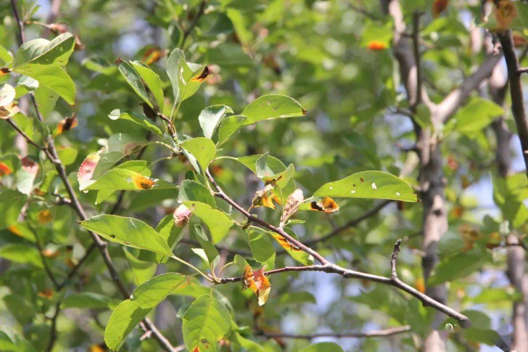 常见植物病害海棠锈病