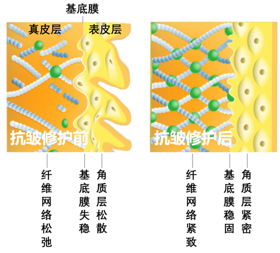 查看更多内容97褐藻酵萃可以显著加速真皮层中成纤维细胞的增殖分化