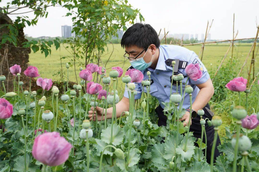 毒品原植物罂粟确认这些植物民警立即赶至现场发现情况后外形与罂粟极