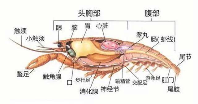 但也有人担心,虾的主要内脏器官(虾脑,心脏,性腺,消化腺,胃以及触角腺