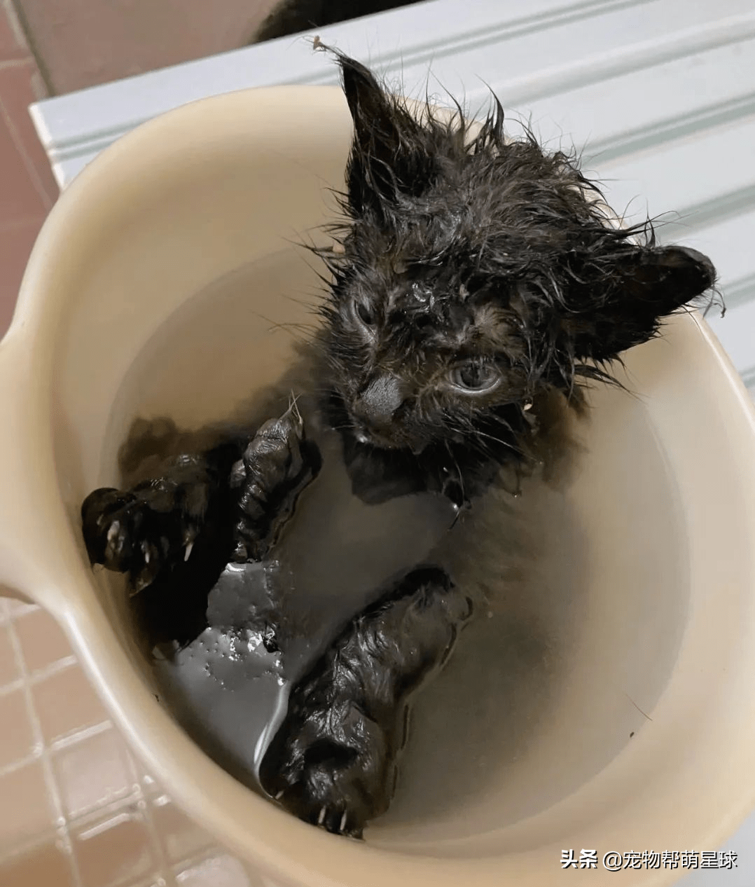 网友赶紧捞起了这只可怜的小"落汤猫,带回家为它清洗泥土,跳蚤,然后