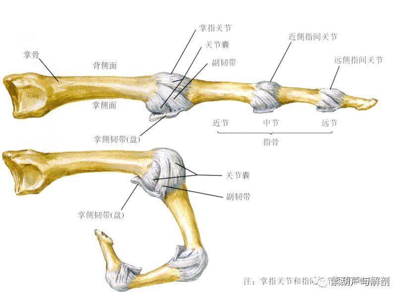 手,腕部基础解剖_拇指_运动_关节