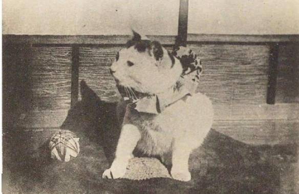 日本现存最早的猫的照片,拍摄者是德川幕府末代将军德川庆喜1916年