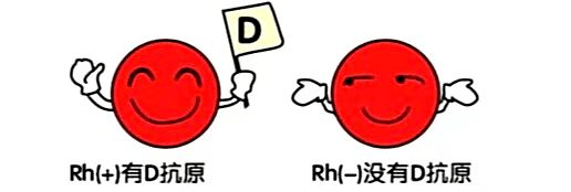 rh血型系统常见的抗原有d和c,c,e,e 五种.