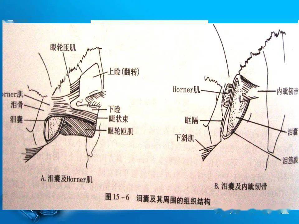 泪器影像解剖