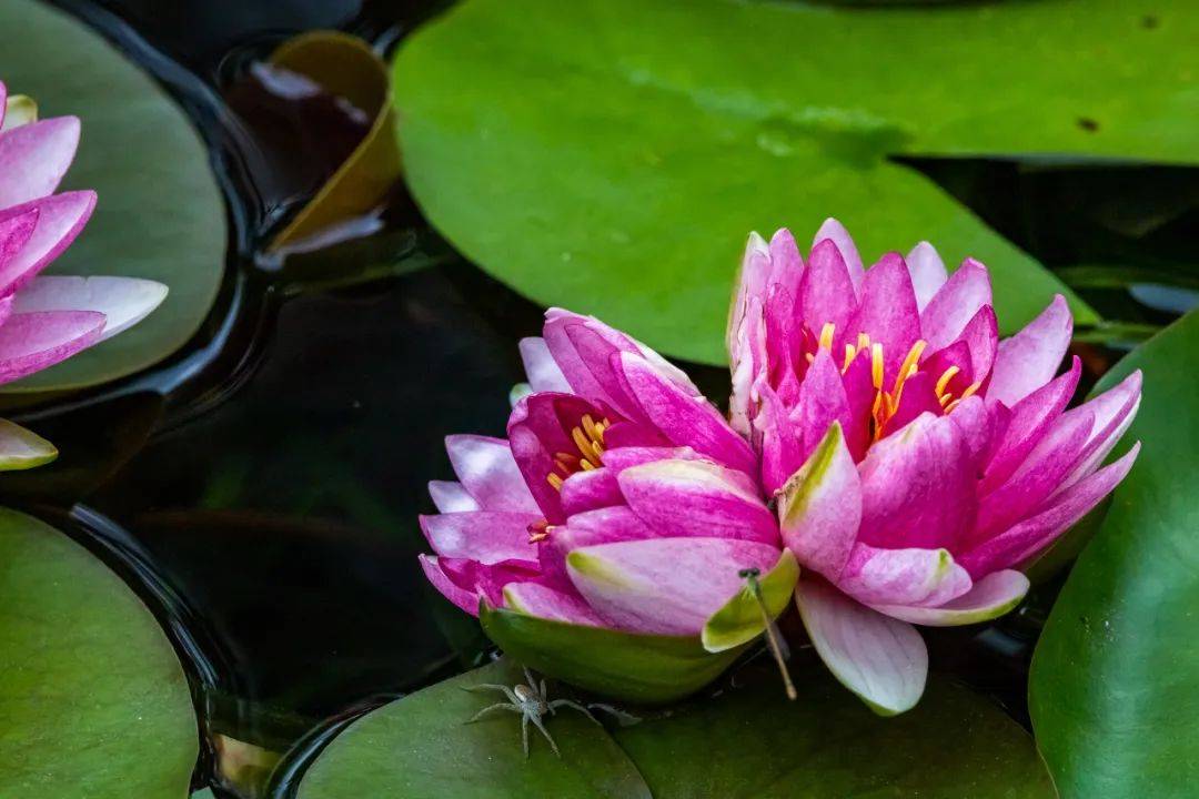 王莲与其他荷花不同,王莲夜间开花,一般从傍晚到第二天八九点钟,每朵