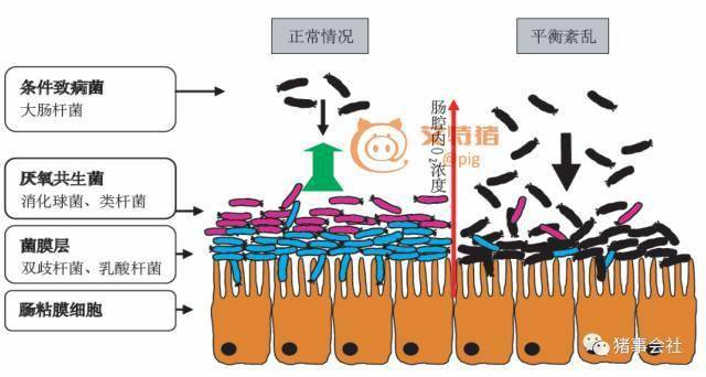 霉菌毒素对蛋鸡的危害及控制措施霉菌毒素如何损伤肠道屏障