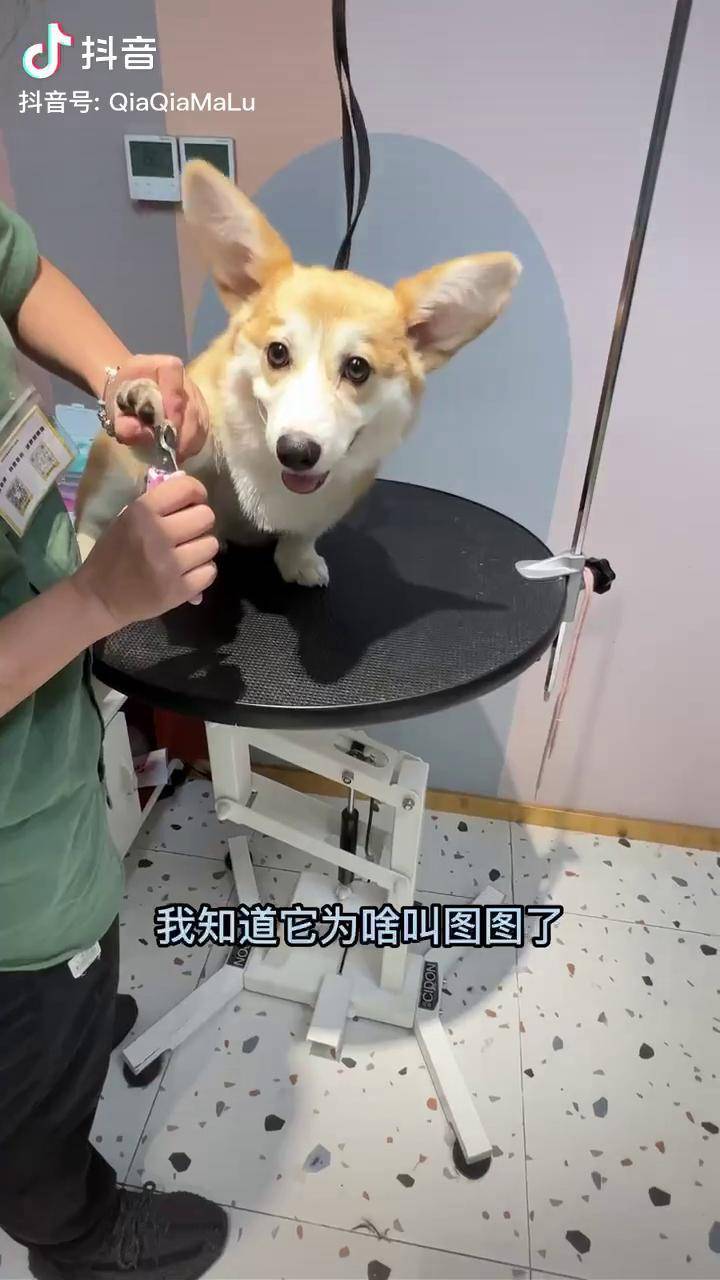 原来柯基和耳朵是分开洗的柯基柯基柯基宠物洗护美容