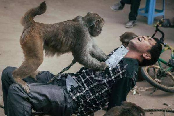 猴子，为什么未能被人类驯化成“家养动物”？