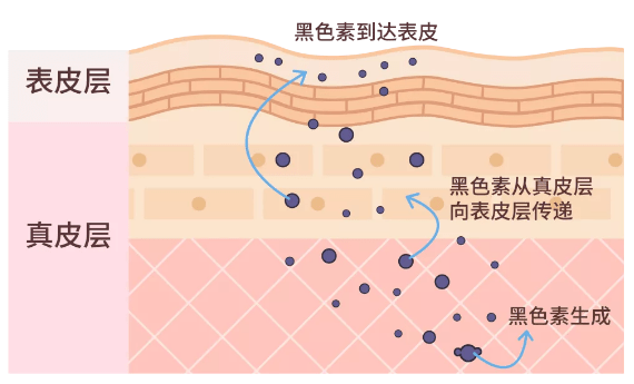 美白的原理就是从合成,转运,代谢这三个通路去抑制黑色素沉着