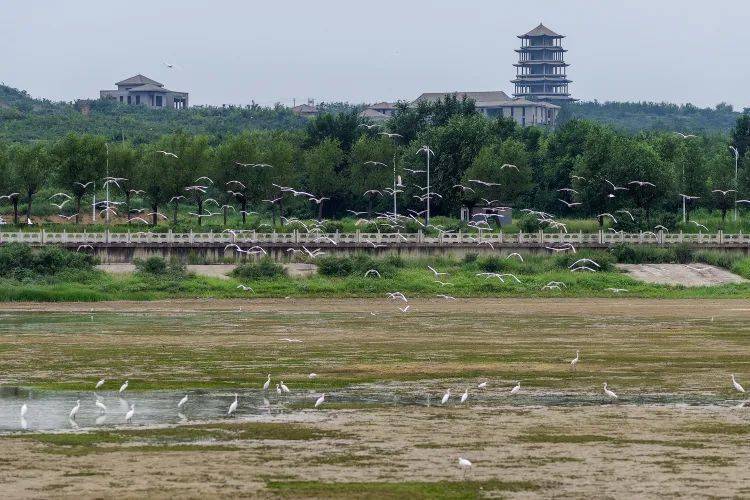 【创建文明城市】七里河生态环境改善 白鹭大规模在此栖息