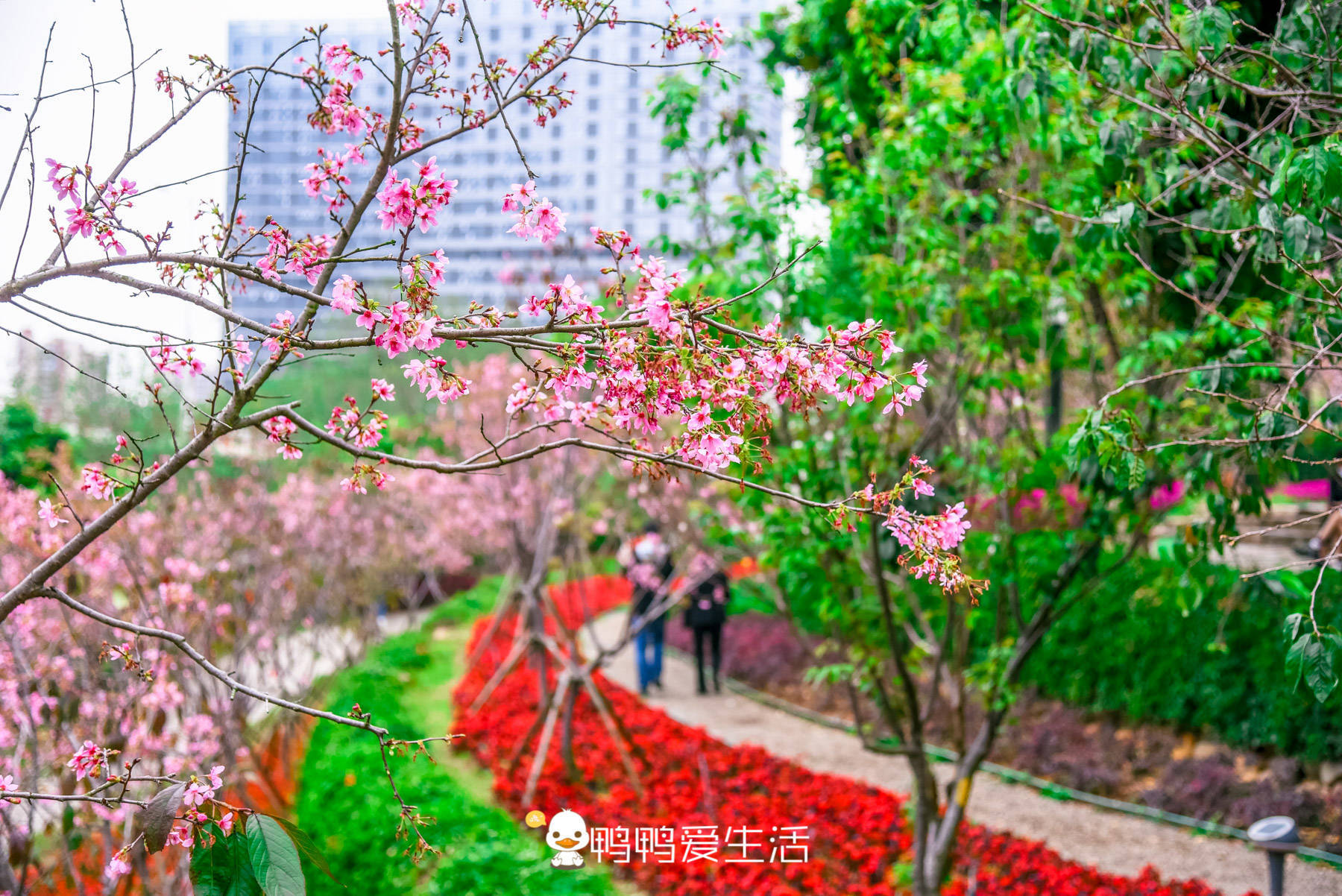 厦门大屏山郊野公园，花季过后也值得来，山海间的浪漫都在这里！