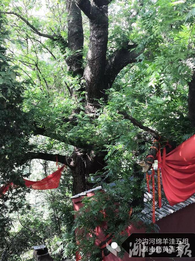 一树一“医生” 六里坪镇13棵网红古树“老有所依”