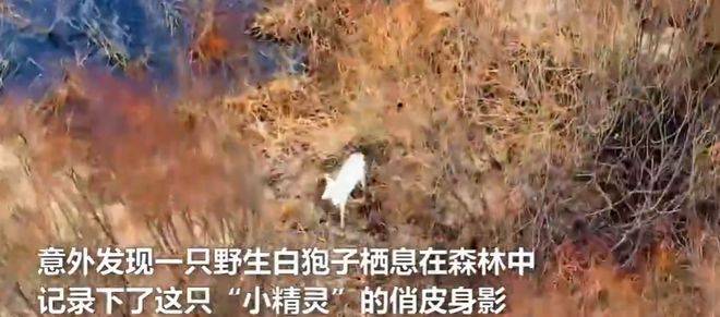 祥瑞之兆？罕见白鹿现身吉林主人：不是白化米乐M6 M6米乐病为何极其稀有？(图8)