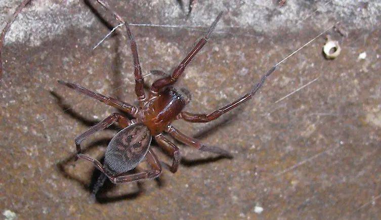 爱尔兰其他几种毒性较强的蜘蛛