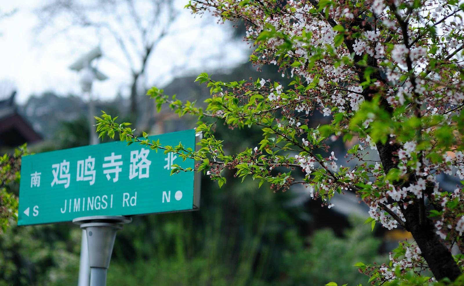 南京最美的樱花大道，毗邻千年古刹鸡鸣寺，赏樱免费但建议云赏花