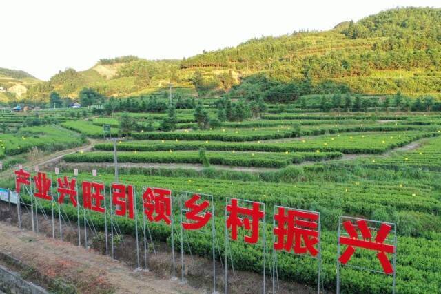 塔鼎红香飘万家——探访湖南谷佳茶业生态农业科技有限公司