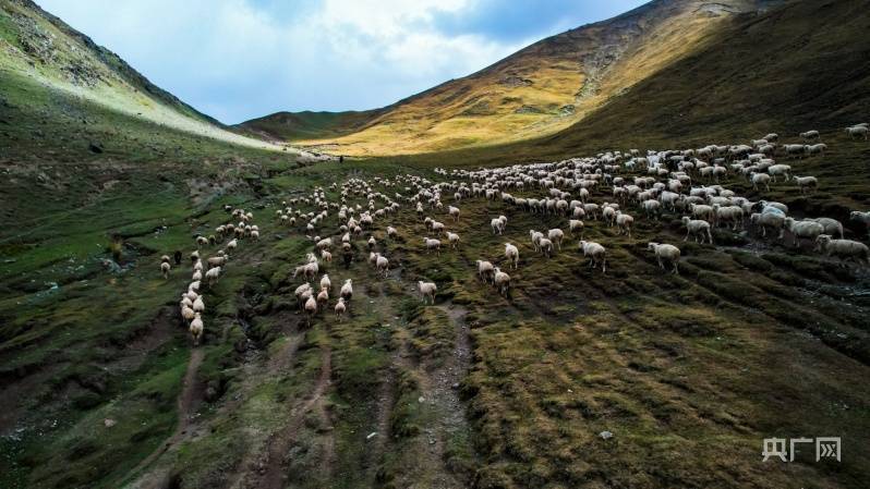 新疆和硕：十万牲畜开启秋季转场