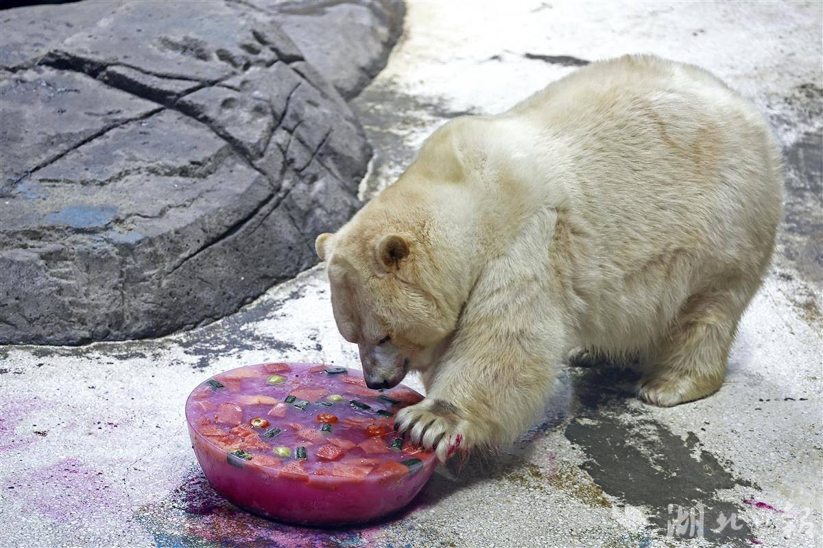 看北极熊啃“月饼”过中秋