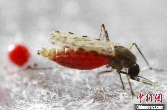 【科学的温度】蚊子能全面消灭吗？专家：有效控制种群数量更科学